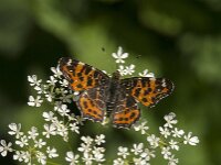 Araschnia levana 199, Landkaartje, Saxifraga-Jan van der Straaten