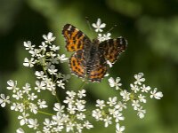 Araschnia levana 200, Landkaartje, Saxifraga-Jan van der Straaten