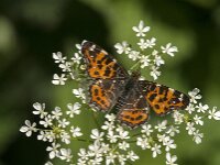 Araschnia levana 201, Landkaartje, Saxifraga-Jan van der Straaten