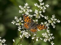 Araschnia levana 202, Landkaartje, Saxifraga-Jan van der Straaten