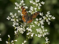 Araschnia levana 203, Landkaartje, Saxifraga-Jan van der Straaten