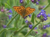 Argynnis niobe 54, Duinparelmoervlinder, Saxifraga-Theo Verstrael