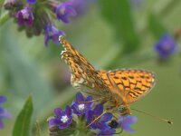 Argynnis niobe 55, Duinparelmoervlinder, Saxifraga-Theo Verstrael