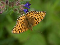 Argynnis niobe 56, Duinparelmoervlinder, Saxifraga-Theo Verstrael
