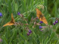 Argynnis niobe 57, Duinparelmoervlinder, Saxifraga-Theo Verstrael