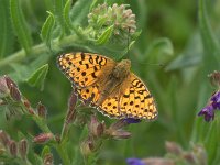 Argynnis niobe 58, Duinparelmoervlinder, Saxifraga-Theo Verstrael