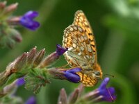 Argynnis niobe 59, Duinparelmoervlinder, Saxifraga-Theo Verstrael