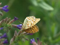 Argynnis niobe 60, Duinparelmoervlinder, Saxifraga-Theo Verstrael