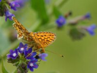 Argynnis niobe 61, Duinparelmoervlinder, Saxifraga-Theo Verstrael