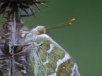 Argynnis pandora 49, Kardinaalsmantel, Saxifraga-Theo Verstrael