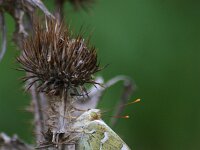 Argynnis pandora 50, Kardinaalsmantel, Saxifraga-Theo Verstrael