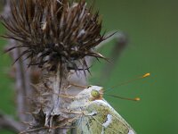 Argynnis pandora 51, Kardinaalsmantel, Saxifraga-Theo Verstrael