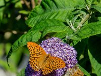 Argynnis paphia 195, Keizersmante, Saxifraga-Theo Verstrael