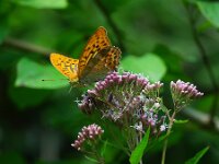 Argynnis paphia 196, Keizersmante, Saxifraga-Theo Verstrael