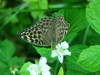 Argynnis paphia 197, Keizersmante, Saxifraga-Theo Verstrael