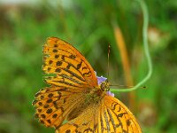 Argynnis paphia 198, Keizersmante, Saxifraga-Theo Verstrael