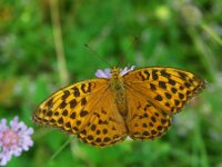 Argynnis paphia 199, Keizersmante, Saxifraga-Theo Verstrael