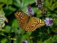 Argynnis paphia 200, Keizersmante, Saxifraga-Theo Verstrael