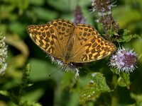 Argynnis paphia 201, Keizersmante, Saxifraga-Theo Verstrael