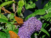 Argynnis paphia 202, Keizersmante, Saxifraga-Theo Verstrael