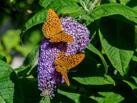 Argynnis paphia 203, Keizersmante, Saxifraga-Theo Verstrael