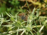 Aricia agestis 53, Bruin blauwtje, female, Saxifraga-Theo Verstrael