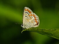 Aricia agestis 54, Bruin blauwtje, Saxifraga-Theo Verstrael