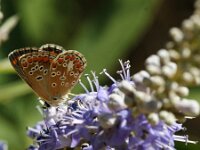 Aricia agestis 55, Bruin blauwtje, Saxifraga-Theo Verstrael