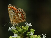 Aricia agestis 56, Bruin blauwtje, Saxifraga-Theo Verstrael