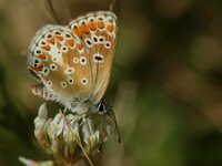 Aricia agestis 57, Bruin blauwtje, Saxifraga-Theo Verstrael