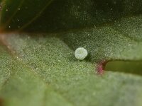 Aricia agestis 58, Bruin blauwtje, Saxifraga-Lieven Decrick