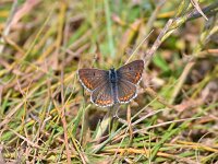 Aricia agestis 59, Bruin blauwtje, Saxifraga-Tom Heijnen