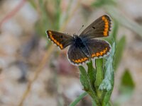 Aricia cramera 2, Moors bruin blauwtje, Saxifraga-Theo Verstrael