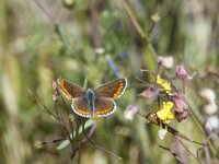 Aricia cramera 3, Moors bruin blauwtje, Saxifraga-Theo Verstrael