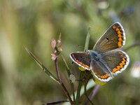 Aricia cramera 4, Moors bruin blauwtje, Saxifraga-Theo Verstrael