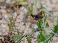 Aricia cramera 5, Moors bruin blauwtje, Saxifraga-Theo Verstrael