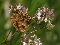 Boloria dia 36, Akkerparelmoervlinder, Saxifraga-Theo Verstrael  Paarse parelmoervlinder