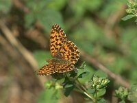Boloria dia 37, Akkerparelmoervlinder, Saxifraga-Theo Verstrael  Paarse parelmoervlinder