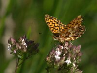 Boloria dia 38, Akkerparelmoervlinder, Saxifraga-Theo Verstrael  Paarse parelmoervlinder