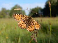 Boloria selene 43, Zilveren maan, Saxifraga-Kars Veling