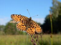 Boloria selene 44, Zilveren maan, Saxifraga-Kars Veling