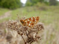 Boloria selene 47, Zilveren maan, Saxifraga-Kars Veling