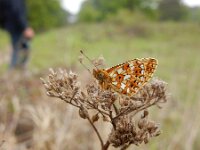 Boloria selene 48, Zilveren maan, Saxifraga-Kars Veling