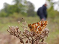 Boloria selene 49, Zilveren maan, Saxifraga-Kars Veling