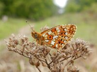 Boloria selene 50, Zilveren maan, Saxifraga-Kars Veling