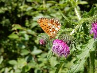 Boloria selene 52, Zilveren maan, on Cirsium, Saxifraga-Kars Veling