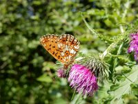 Boloria selene 53, Zilveren maan, on Cirsium, Saxifraga-Kars Veling