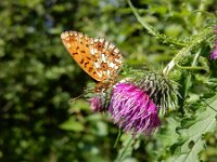 Boloria selene 54, Zilveren maan, on Cirsium, Saxifraga-Kars Veling