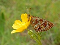 Boloria selene 55, Zilveren maan, on Ranunculus, Saxifraga-Kars Veling