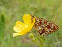 Boloria selene 56, Zilveren maan, on Ranunculus, Saxifraga-Kars Veling